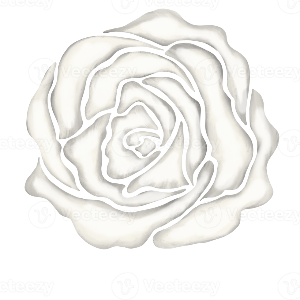 Free ilustración de dibujo de flor rosa blanca 13168272 PNG with  Transparent Background