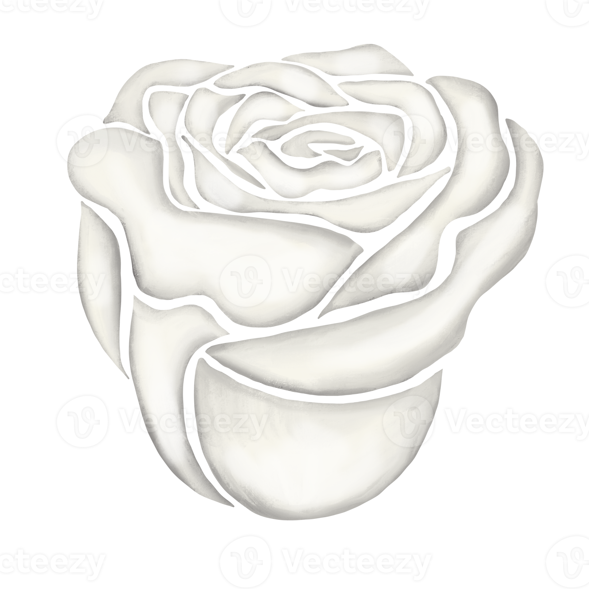 white rose flower drawing illustration 13168274 PNG