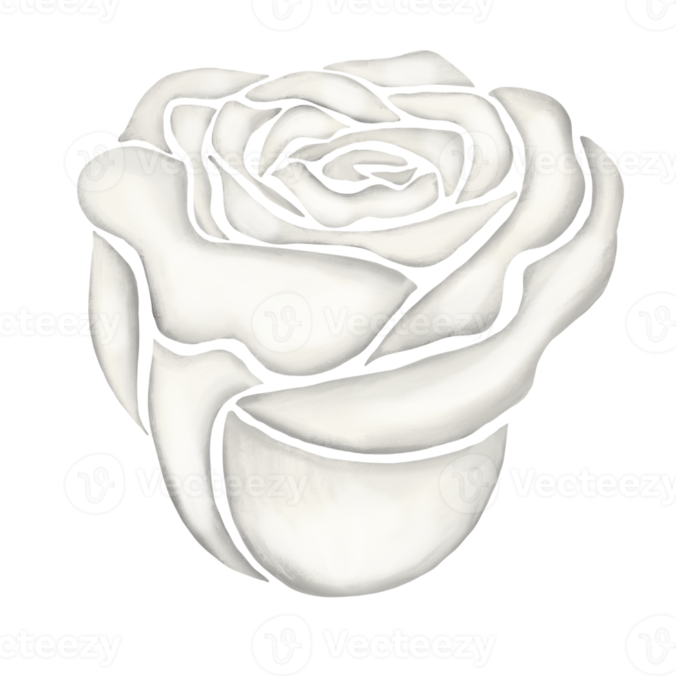 white rose flower drawing illustration png