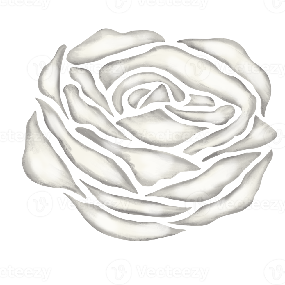 white rose flower drawing illustration png