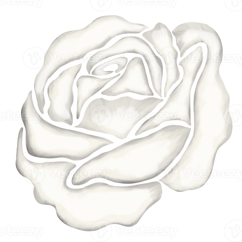 white rose flower drawing illustration png