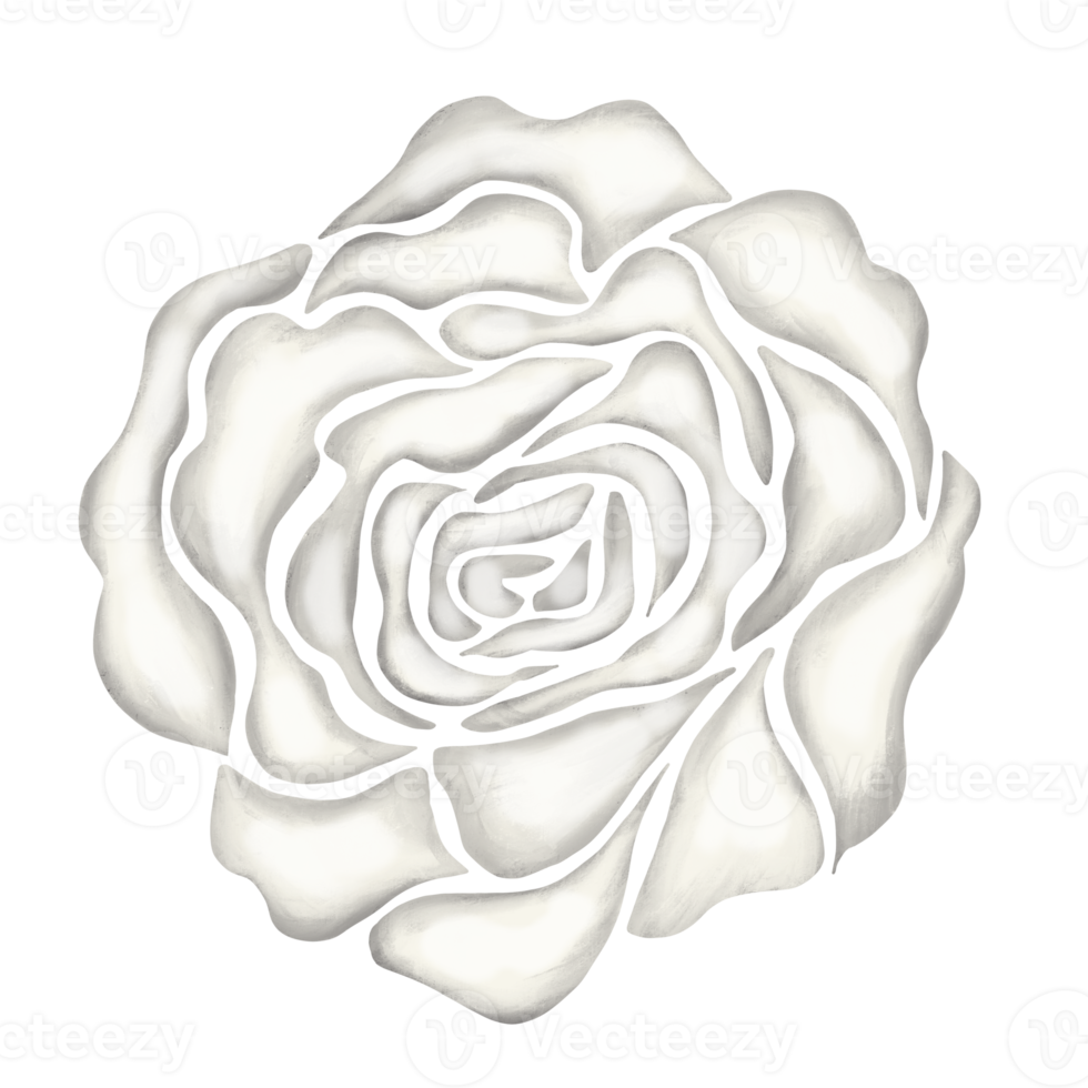 white rose flower drawing illustration png