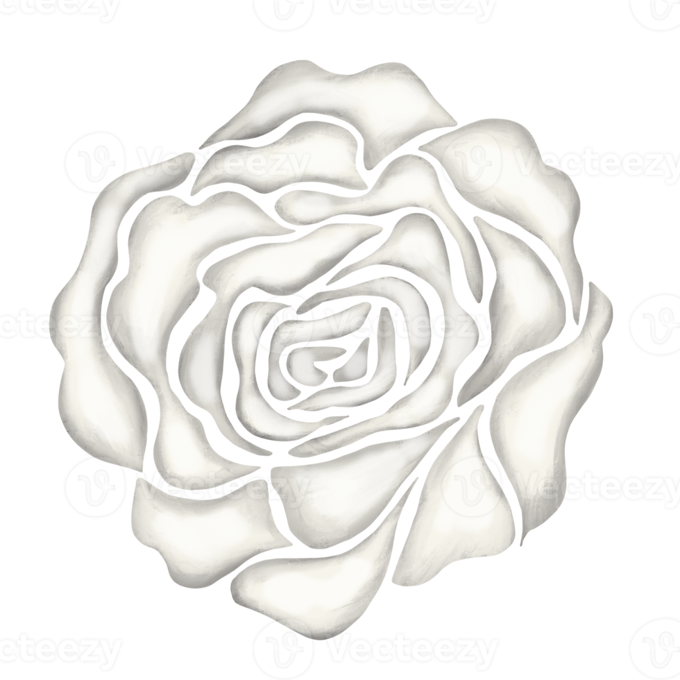 Free ilustración de dibujo de flor rosa blanca 13168282 PNG with Transparent Background Free ilustración de dibujo de flor rosa blanca 13168282 PNG with Transparent Background