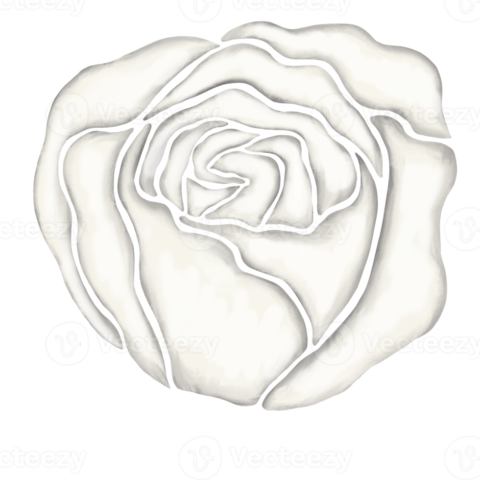 illustration de dessin de fleur rose blanche png