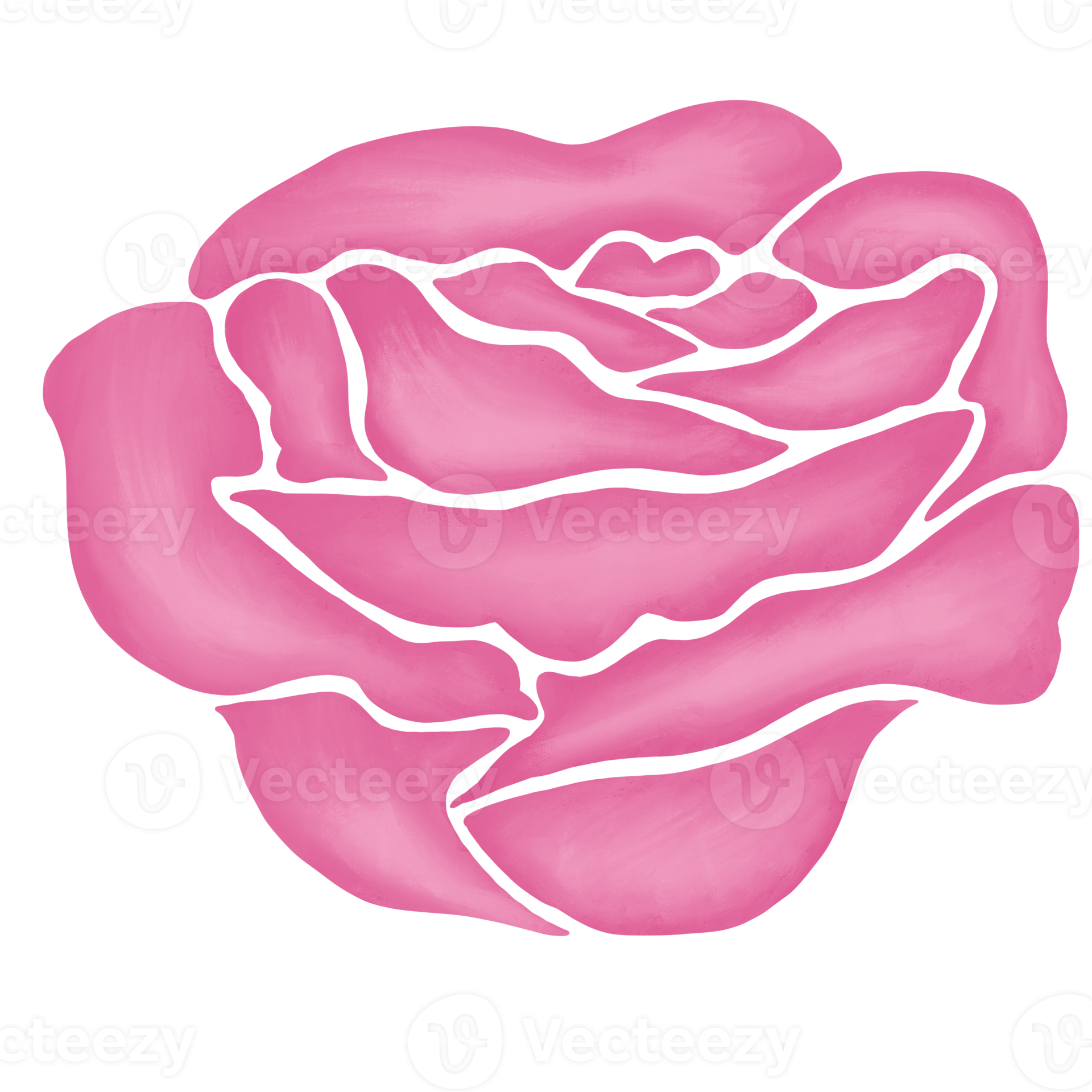 Free pink rose flower drawing illustration 13168365 PNG with