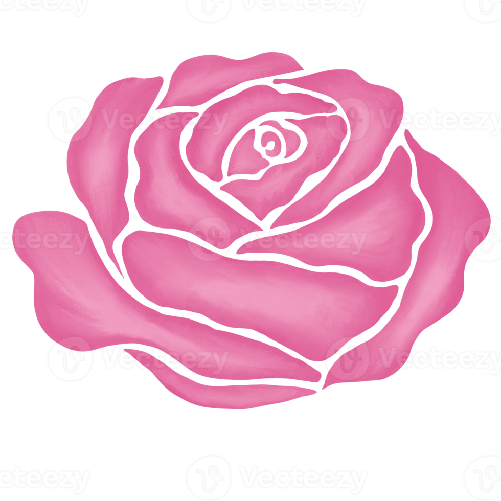 pink rose flower drawing illustration png