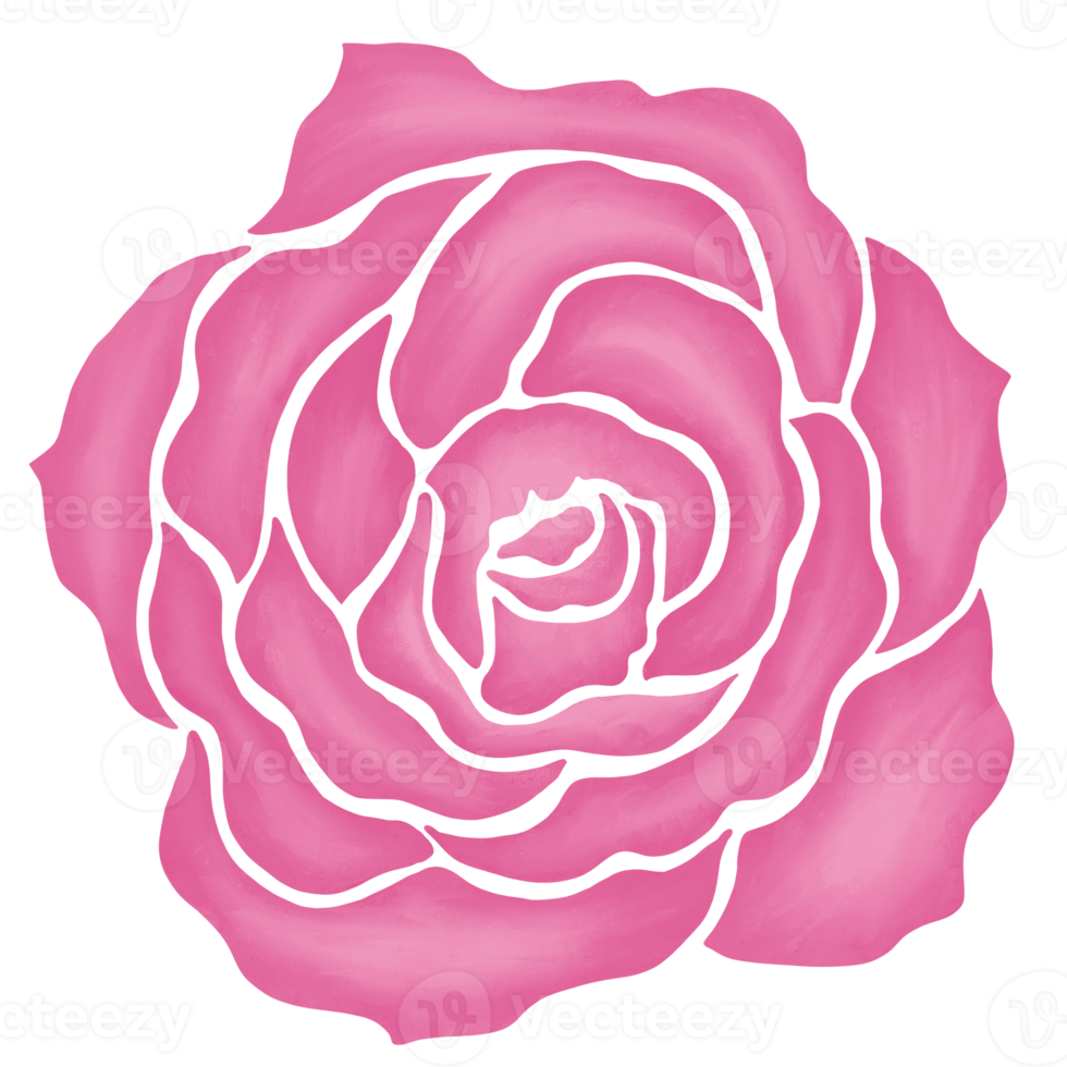 pink rose flower drawing illustration png