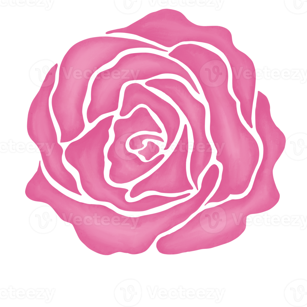 pink rose flower drawing illustration png