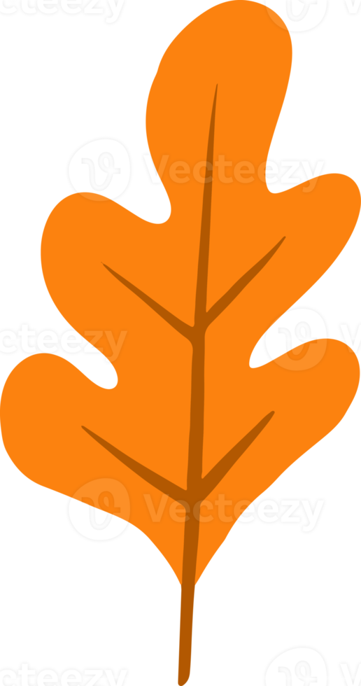 Cute oak leaves Illustration for design element png