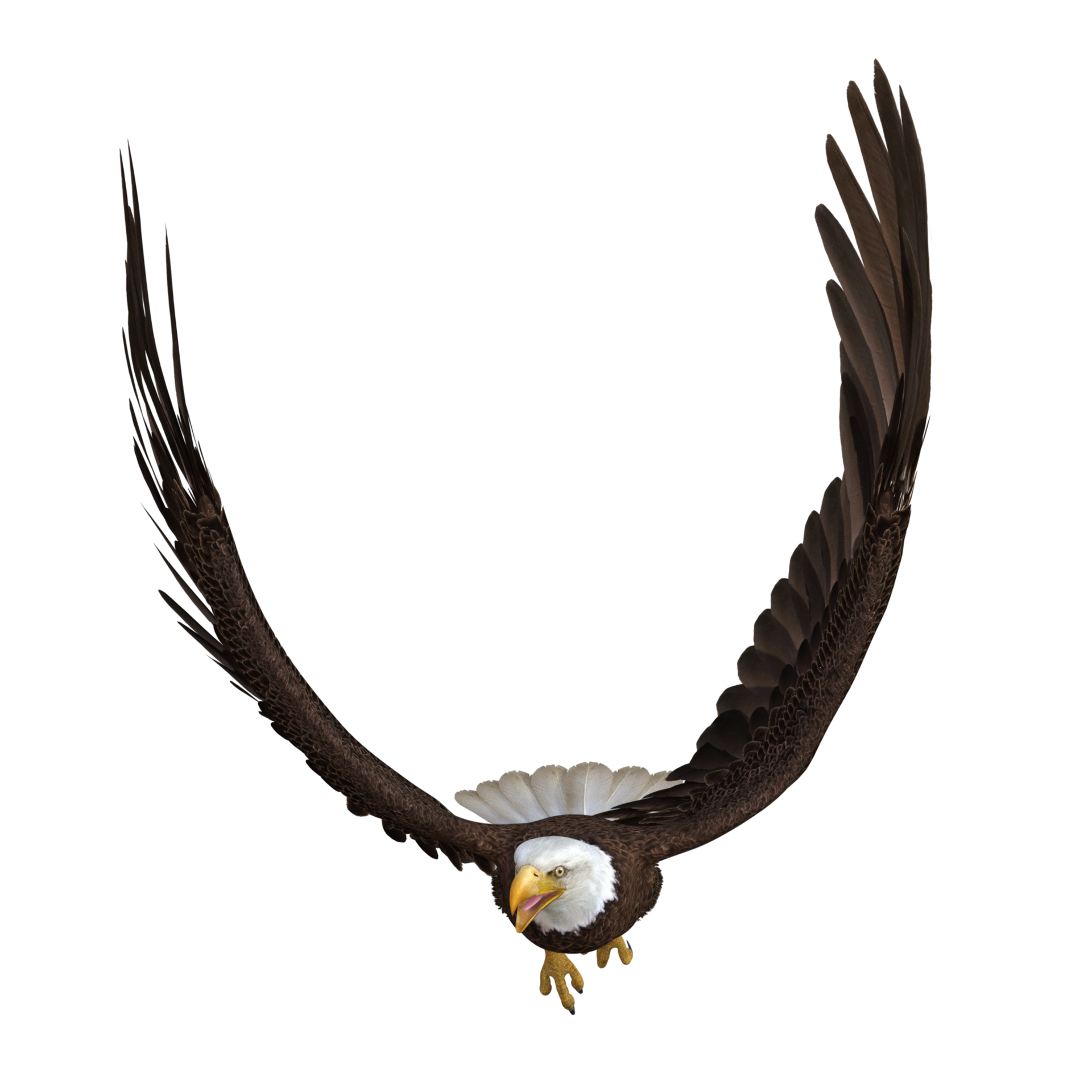 Free Eagle Flying animal 3d rendering 13168909 PNG with Transparent  Background