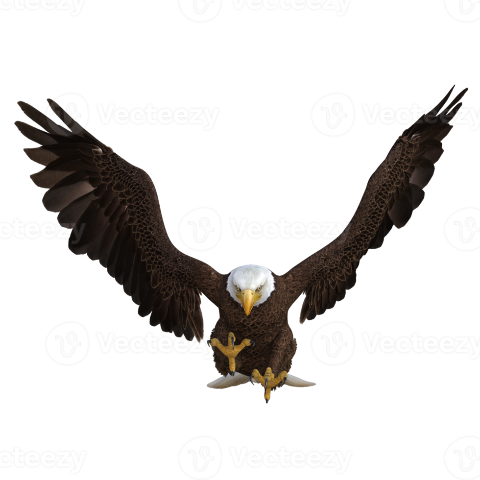 aigle volant animal rendu 3d png