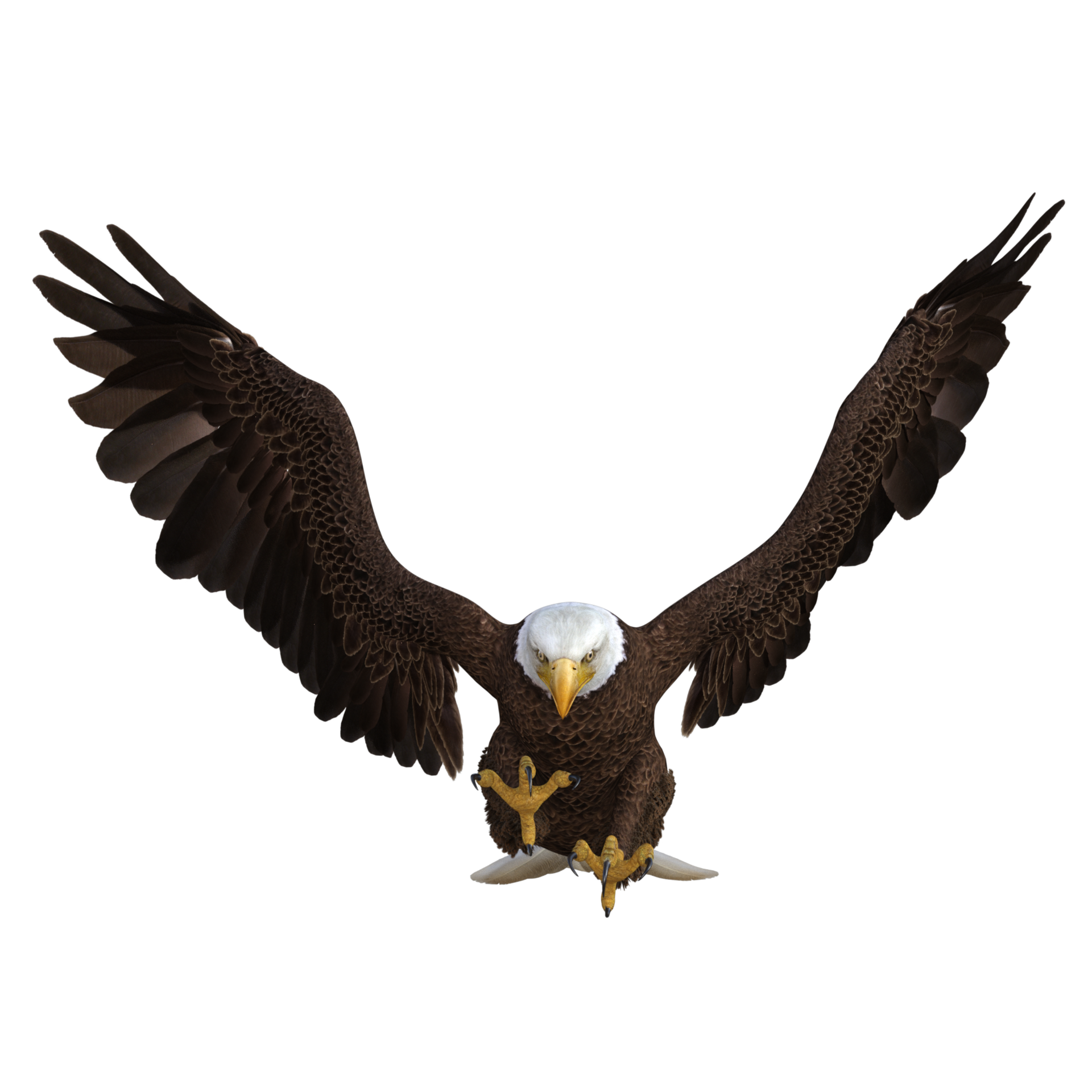 Eagle Flying animal 3d rendering 13168911 PNG