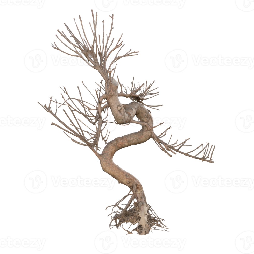 bonsai torr 3d tolkning png