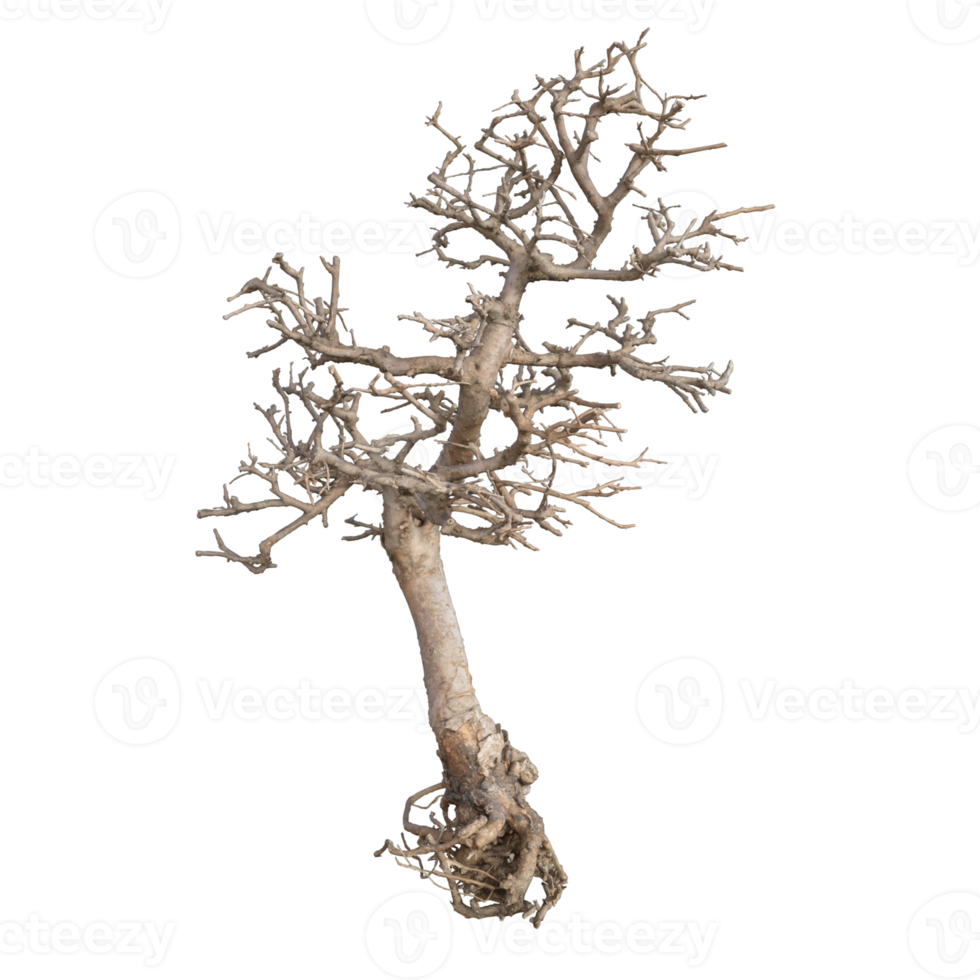 renderização 3d seca de bonsai png