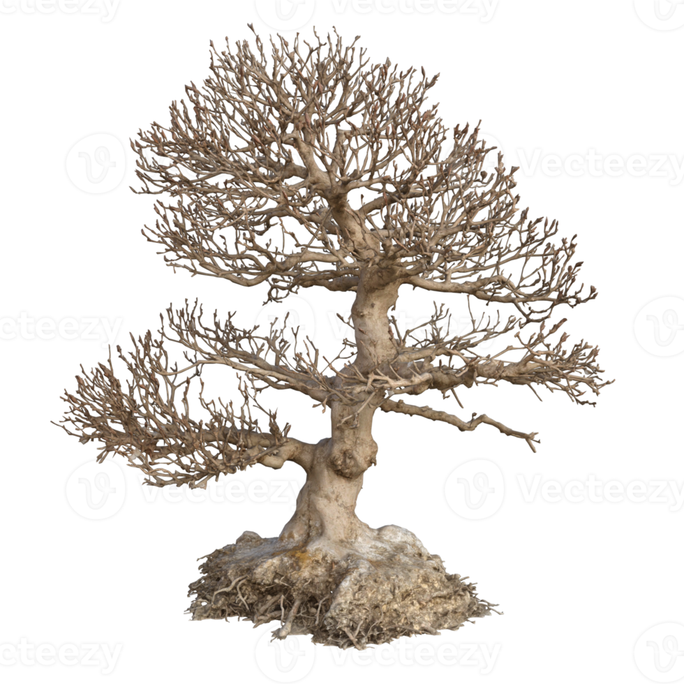 bonsai dry 3d rendering png