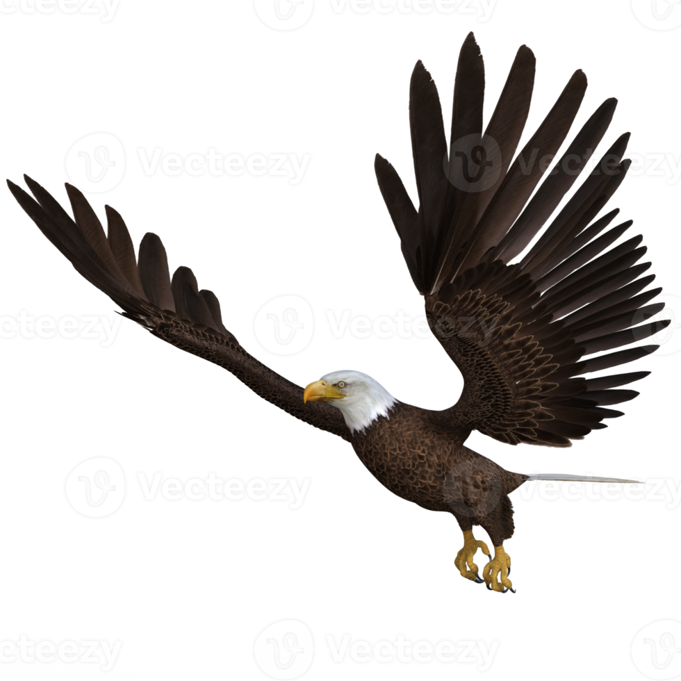 adler fliegendes tier 3d-rendering png