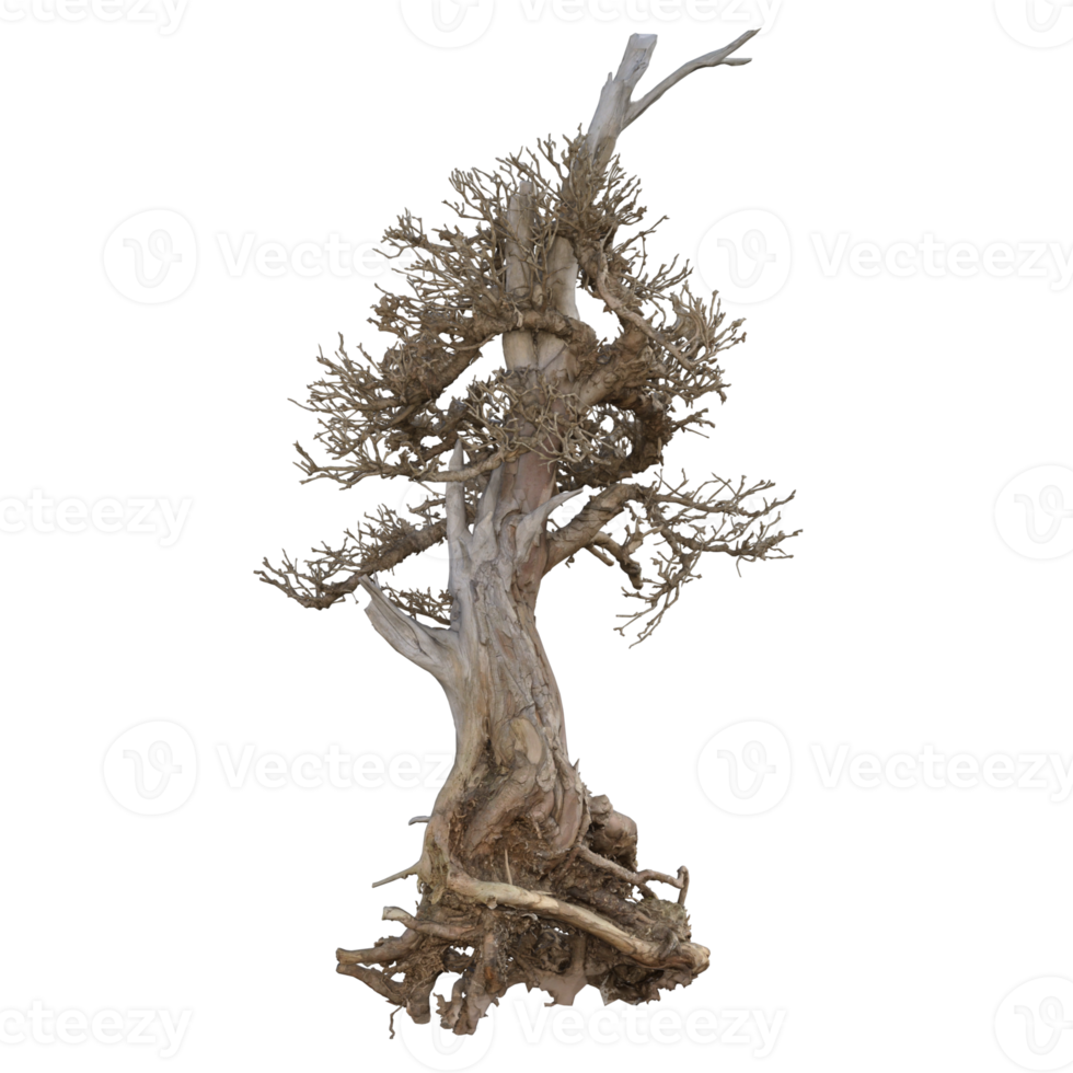 bonsai dry 3d rendering png