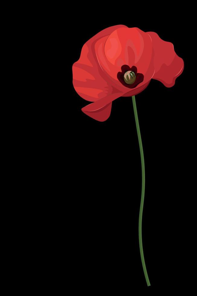 hermosa flor de amapola sobre un fondo negro, fondo vertical, amapola roja sobre un fondo negro vector