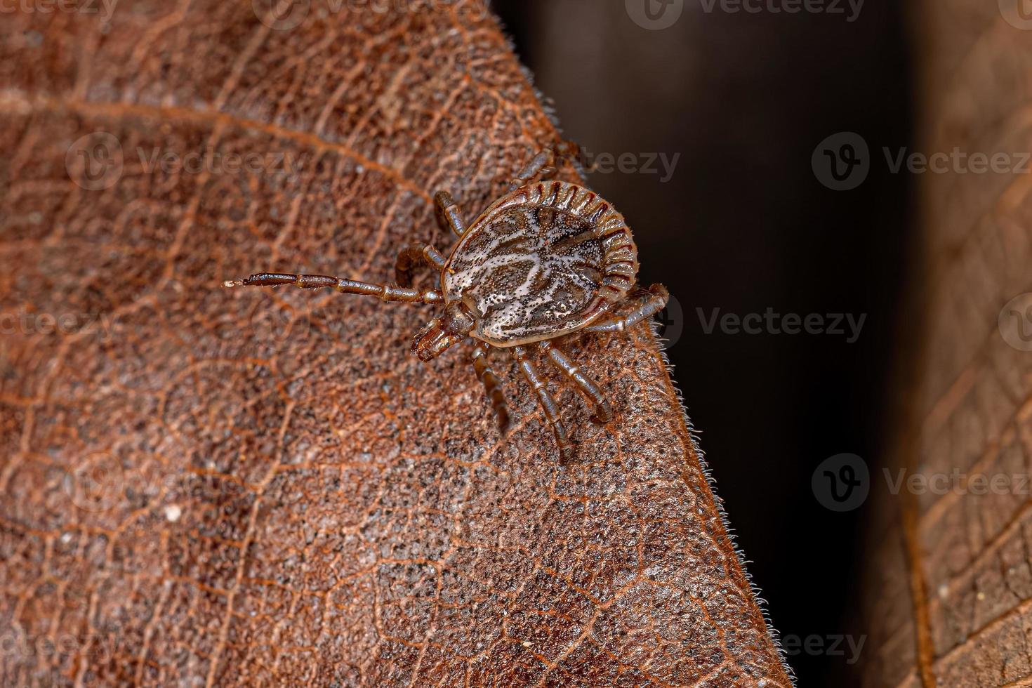 Male Adult Cayenne Tick photo