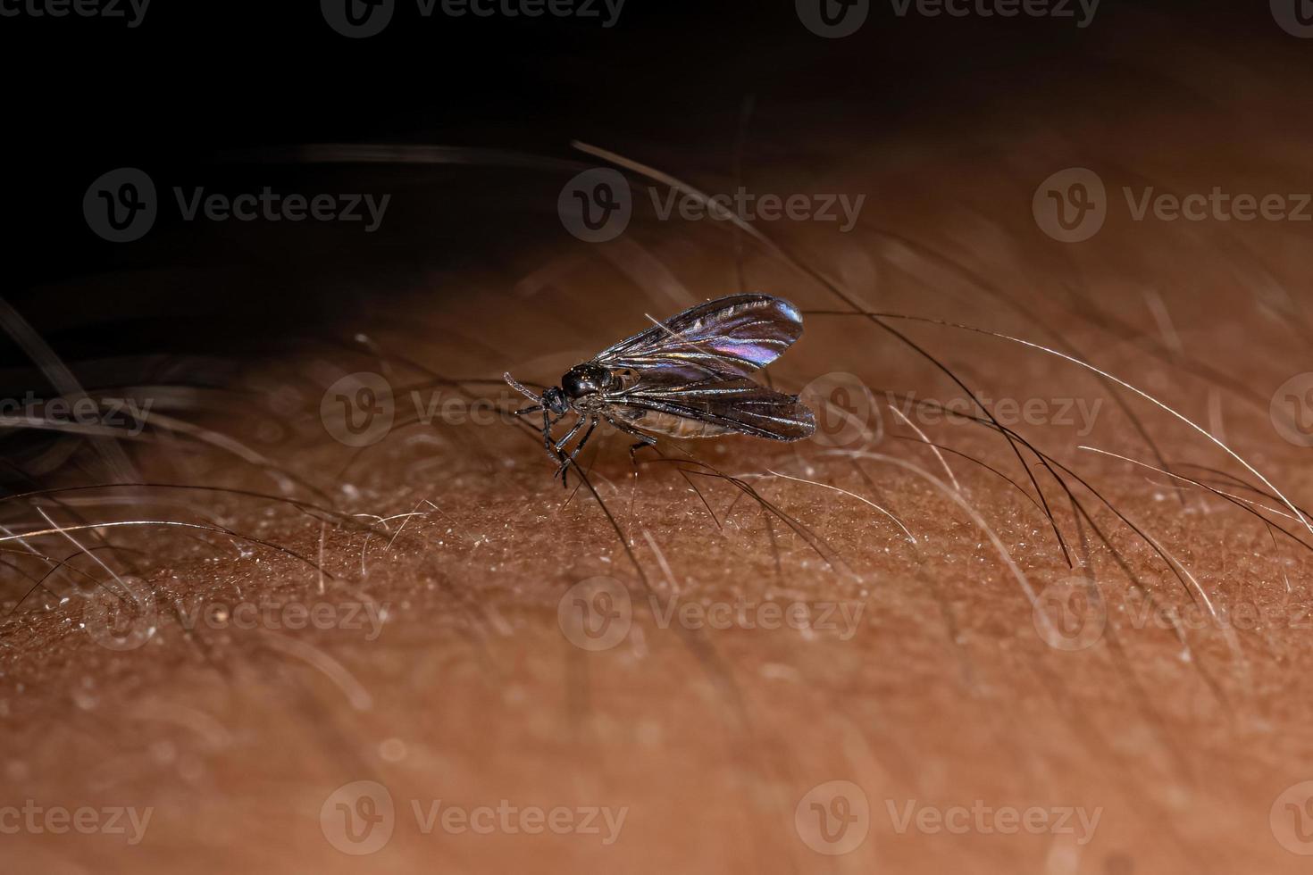 Adult Dark-winged Fungus Gnat photo