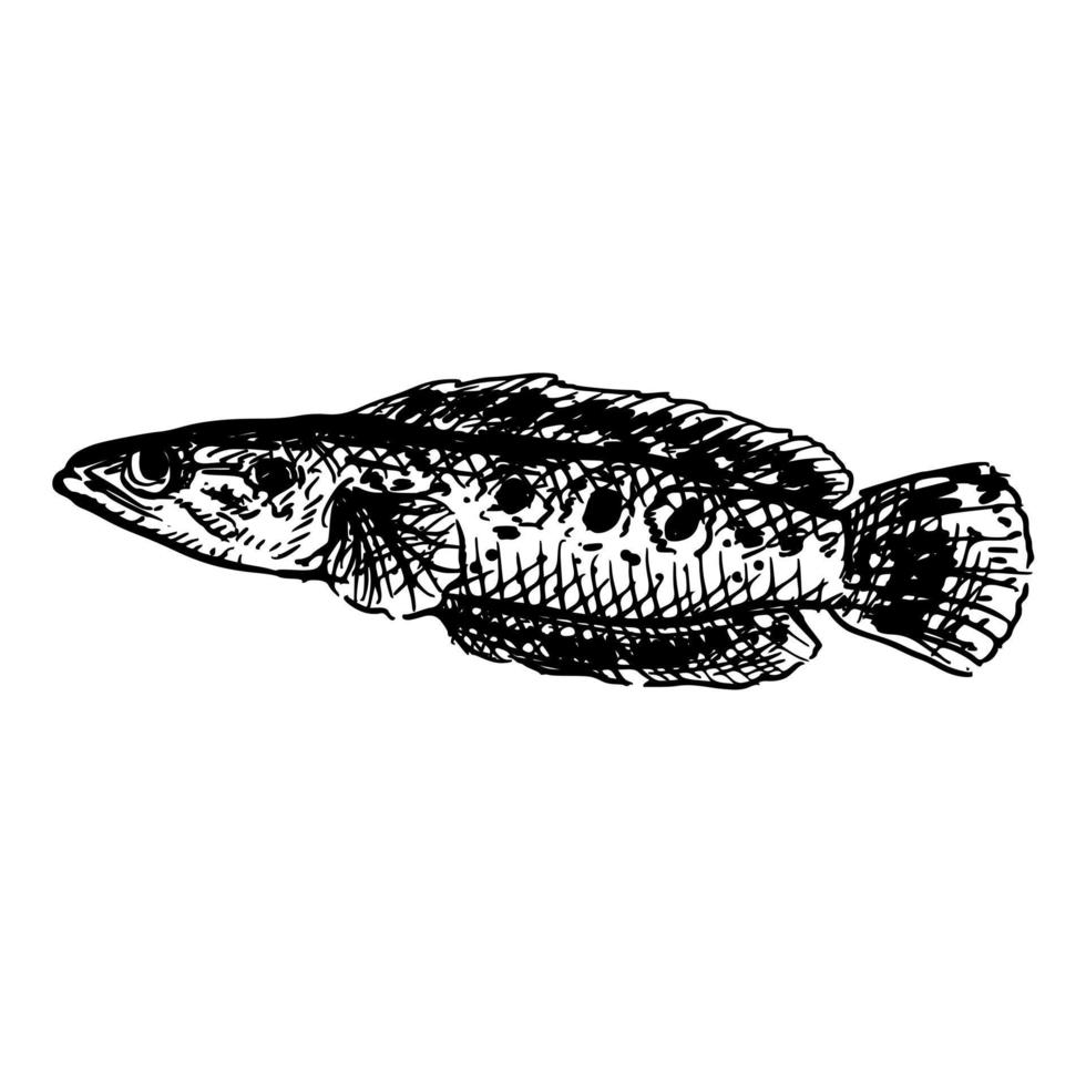 Handdrawn of a Channa Fish vector