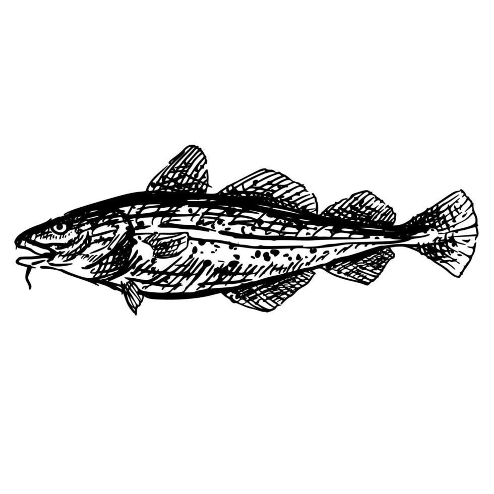 Handdrawn of a Cod Fish vector