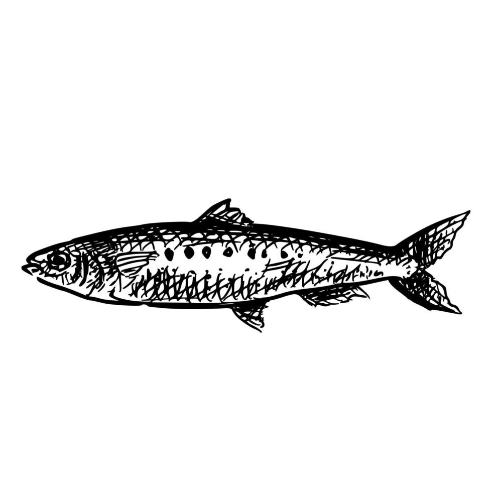 dibujado a mano de un pez sardina vector