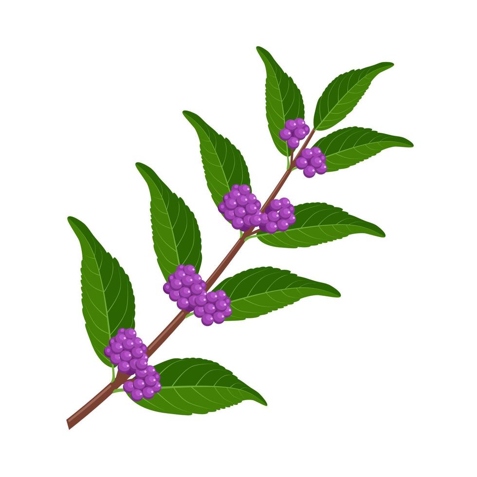 Vector illustration, beautyberry or Callicarpa macrophylla, isolated on white background.