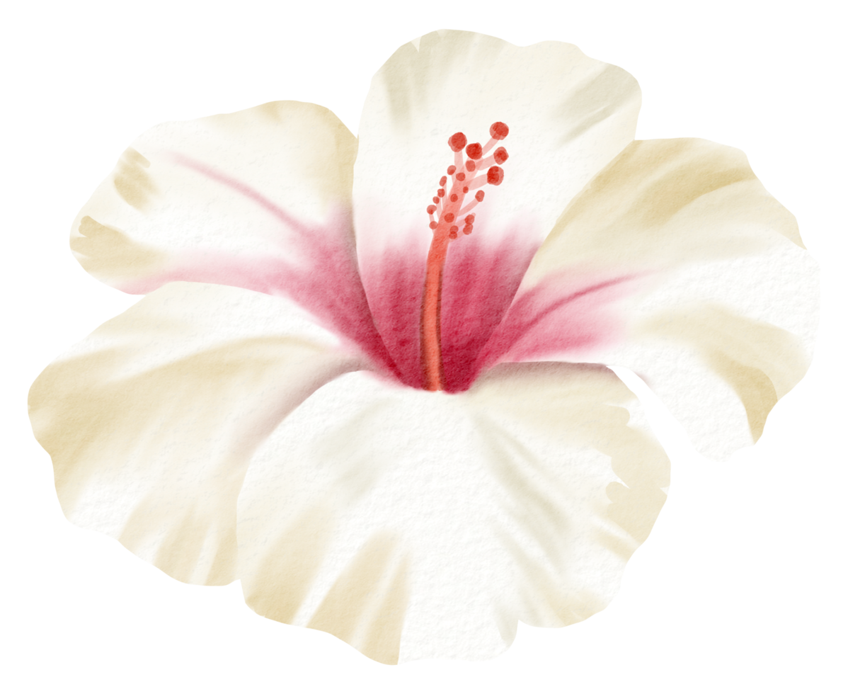 Watercolor Floral Botanical hand paint png