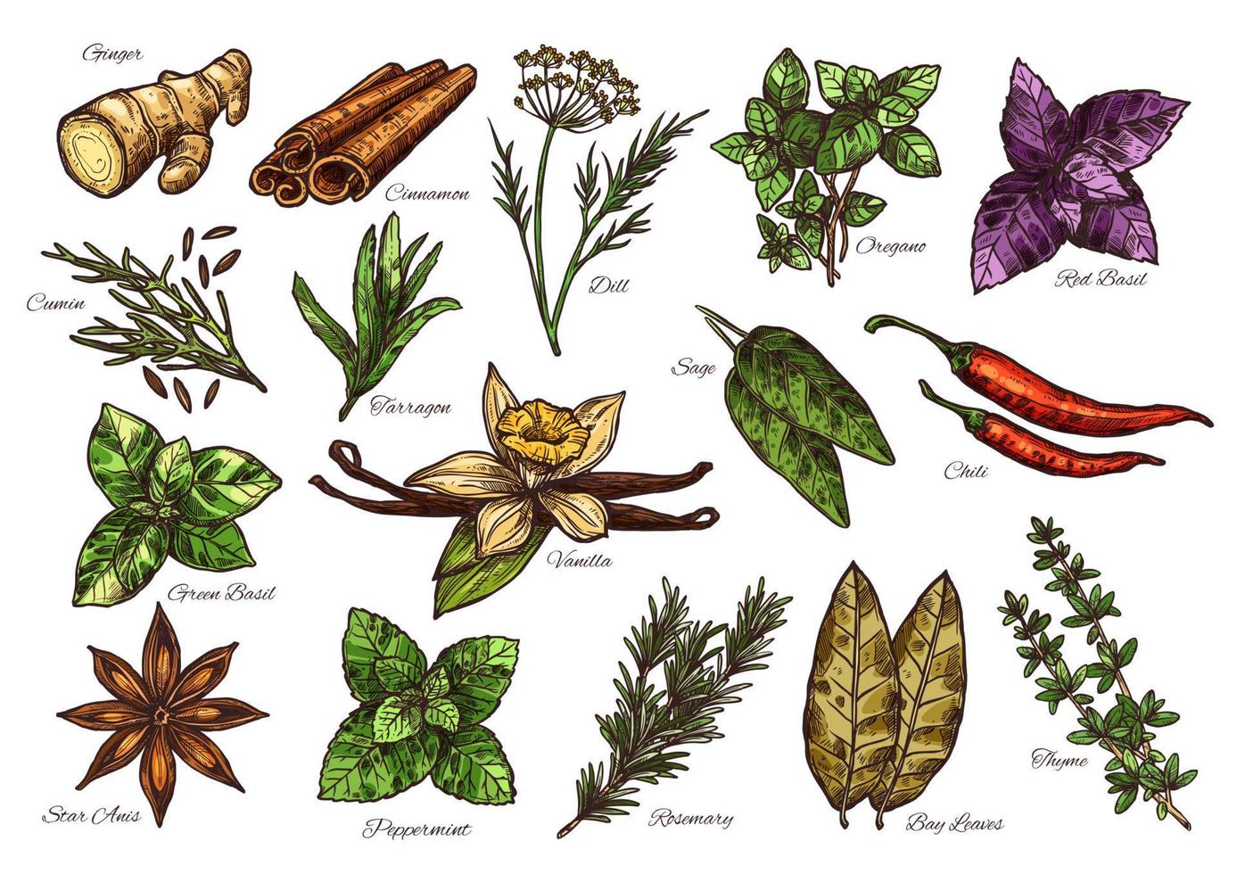 Spice and herb sketch of fresh condiment with name vector