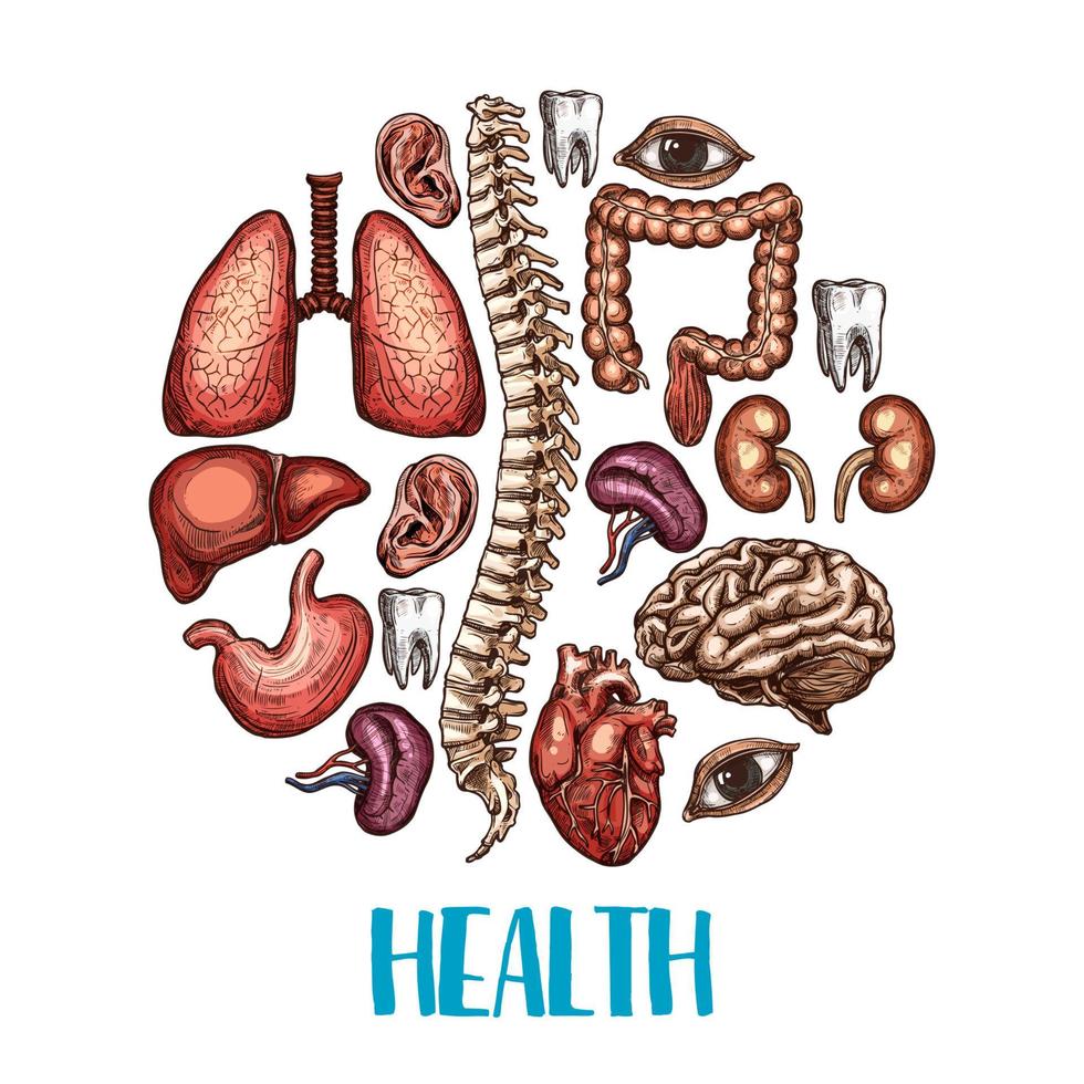 cartel de boceto de vector de salud de órganos humanos