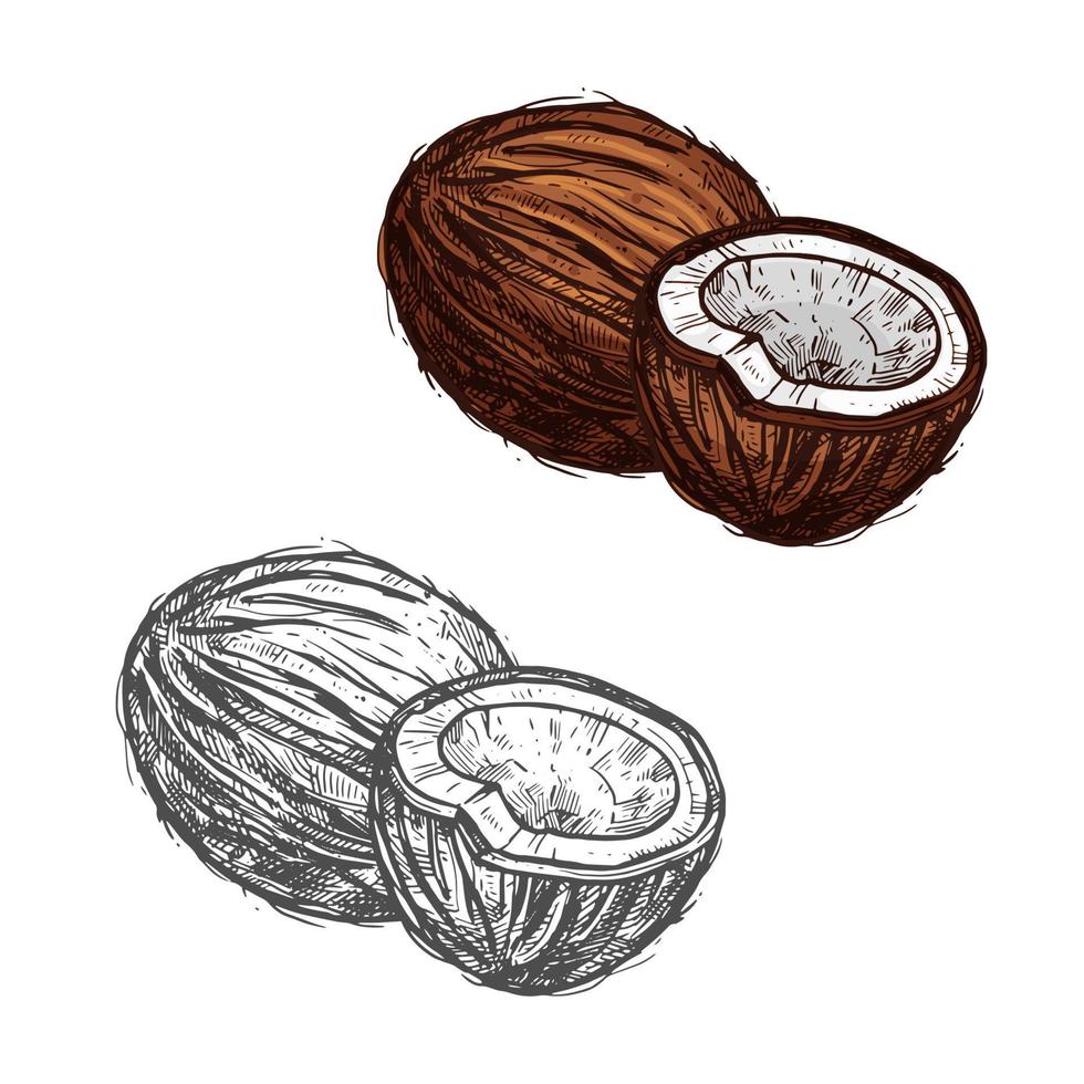 Coconut fruit of tropical palm sketch, food design vector