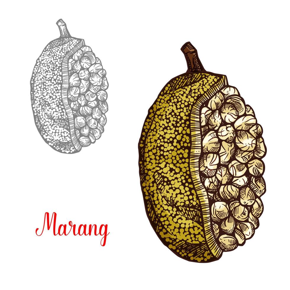 Marang, terap or johey oak exotic fruit sketch vector