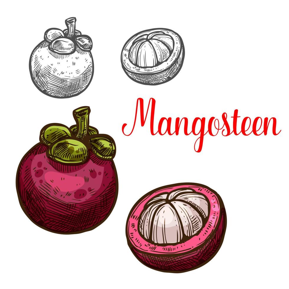 mangostán, vector, bosquejo, fruta, corte, icono vector