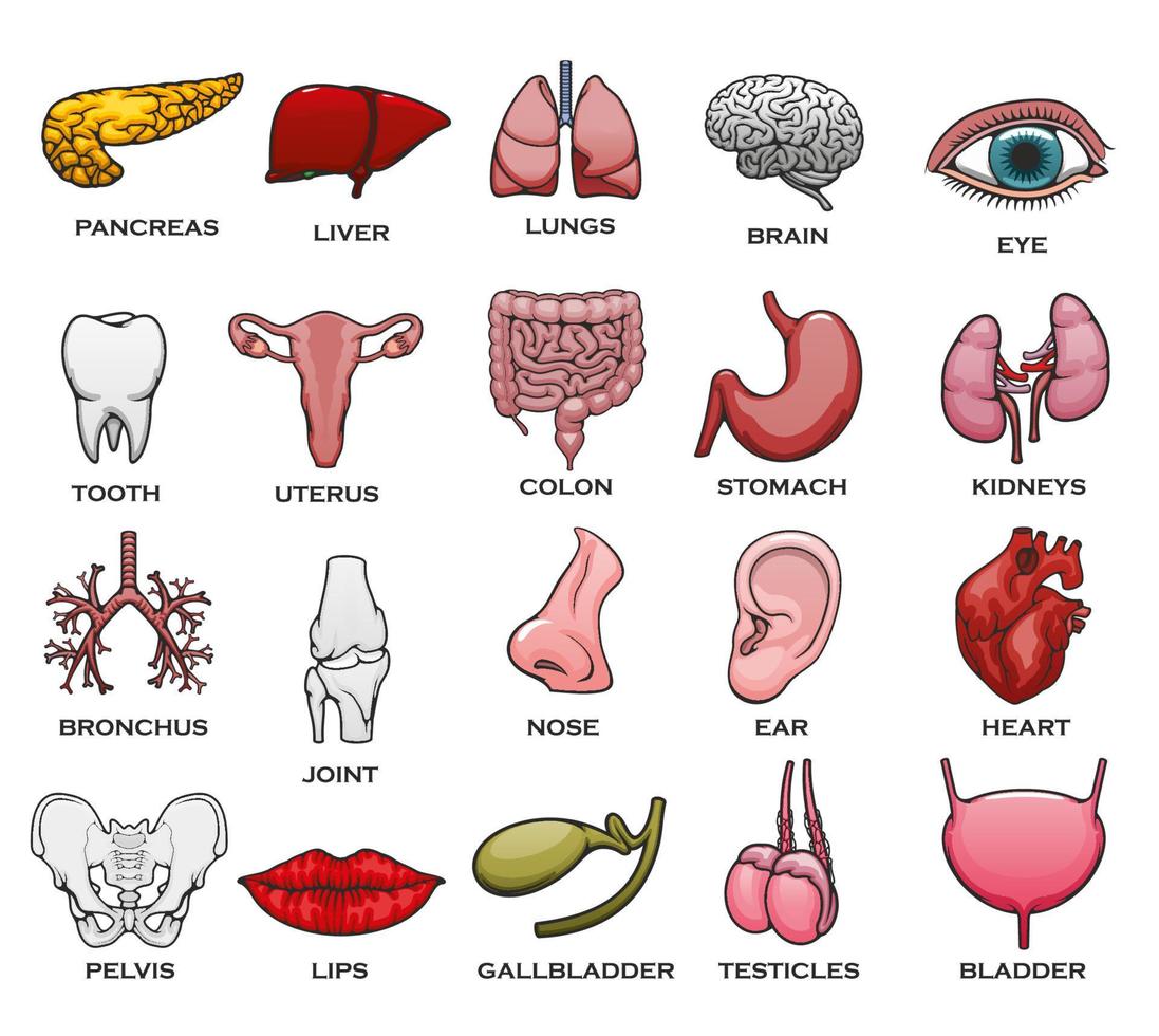 Human organ, body part, bone and joint icon set vector