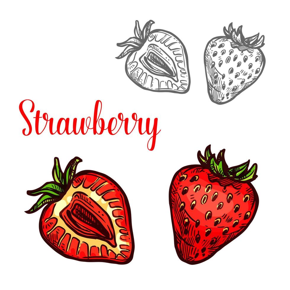 Strawberry fruit isolated sketch of fresh berry vector