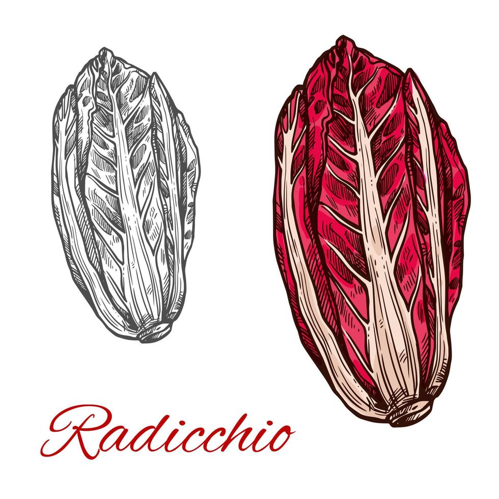Radicchio salad vector sketch vegetable icon