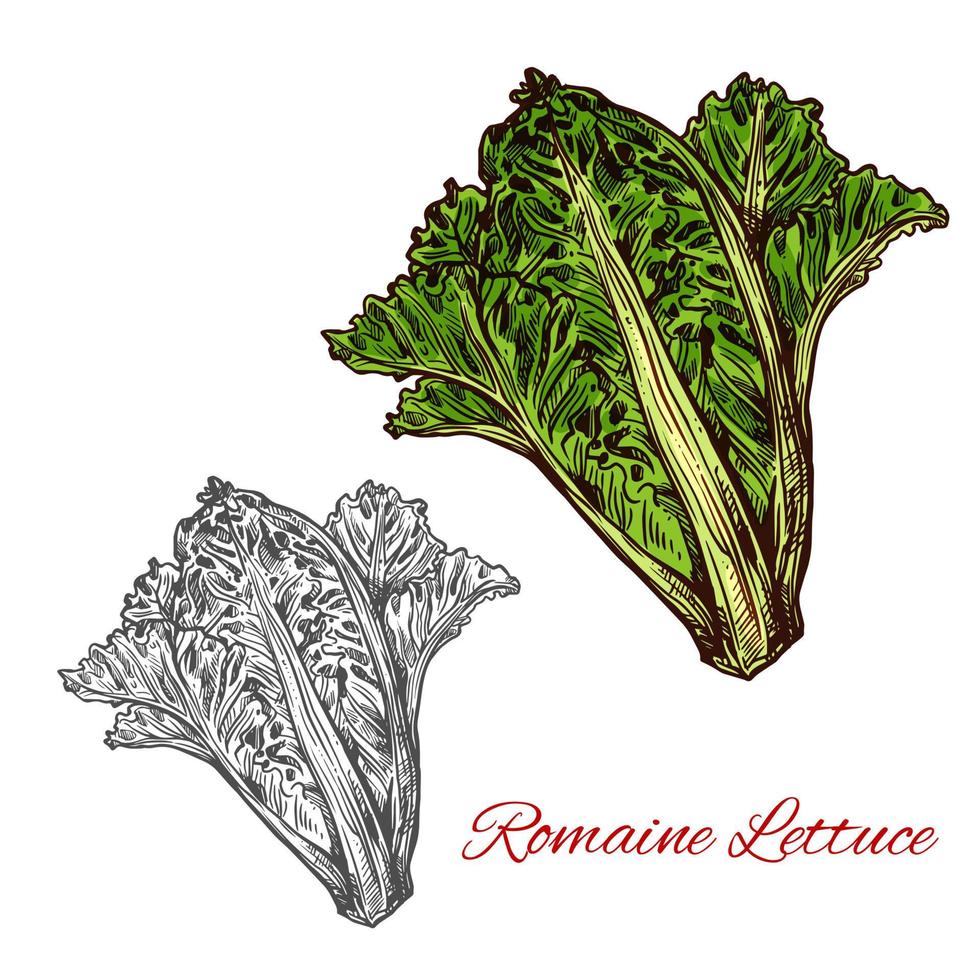 Romaine or cos lettuce sketch with green leaf vector