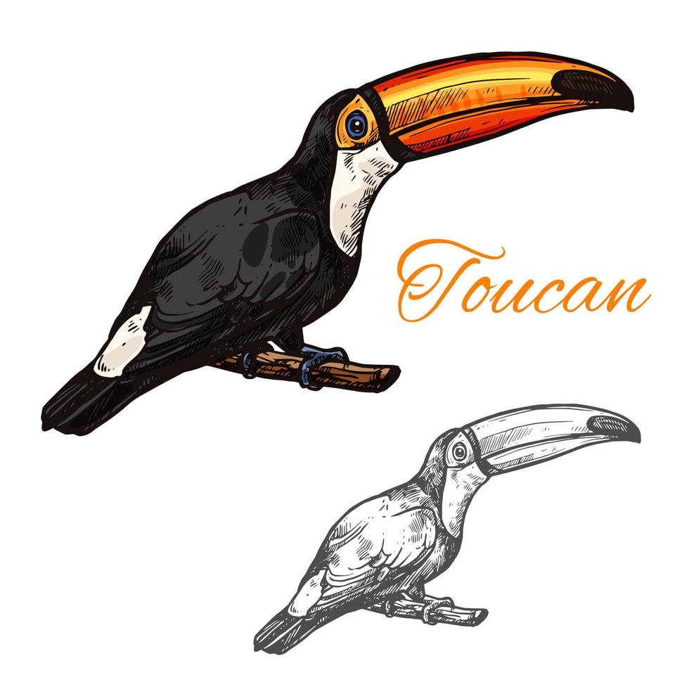 Toucan vector sketch exotic bird icon