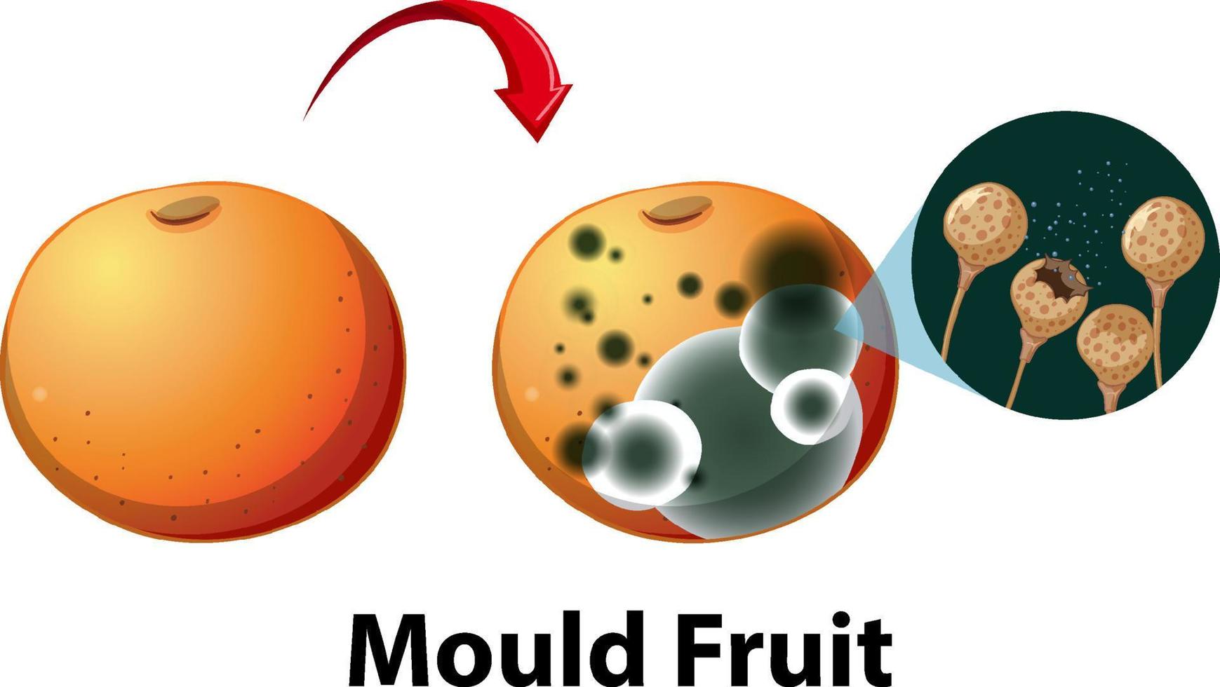 Inedible decomposed apple with mould vector