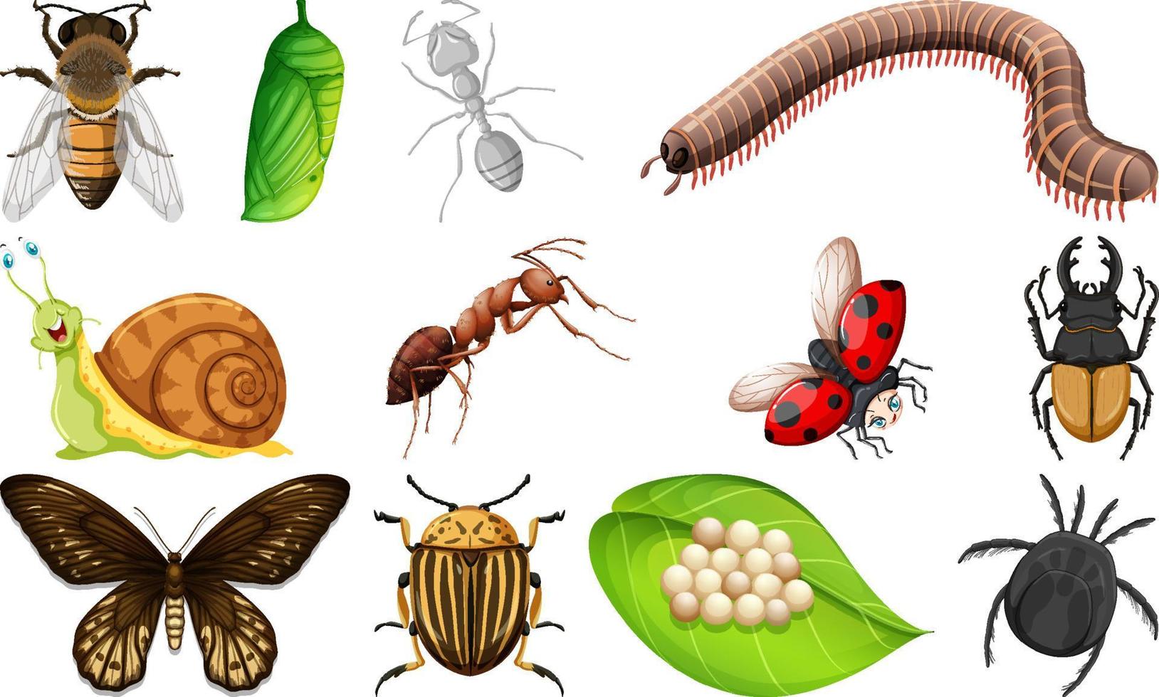 colección de diferentes tipos de insectos vector