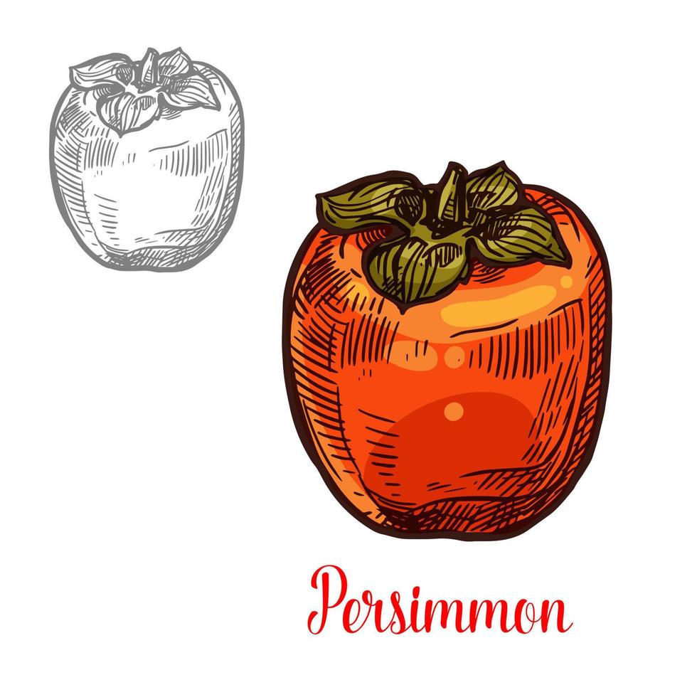 Persimmon fruit sketch of exotic asian berry vector
