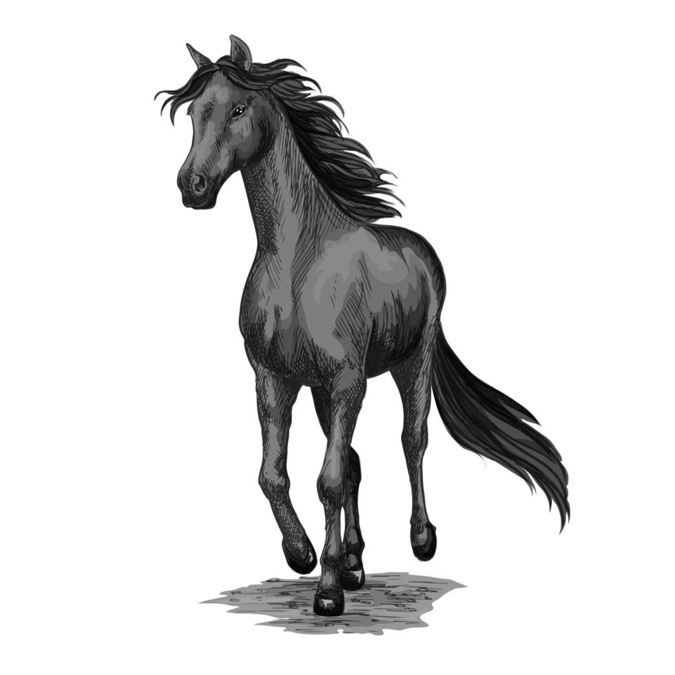 Horse running sketch of galloping black stallion. Horse running in field  isolated sketch. galloping black stallion horse of | CanStock