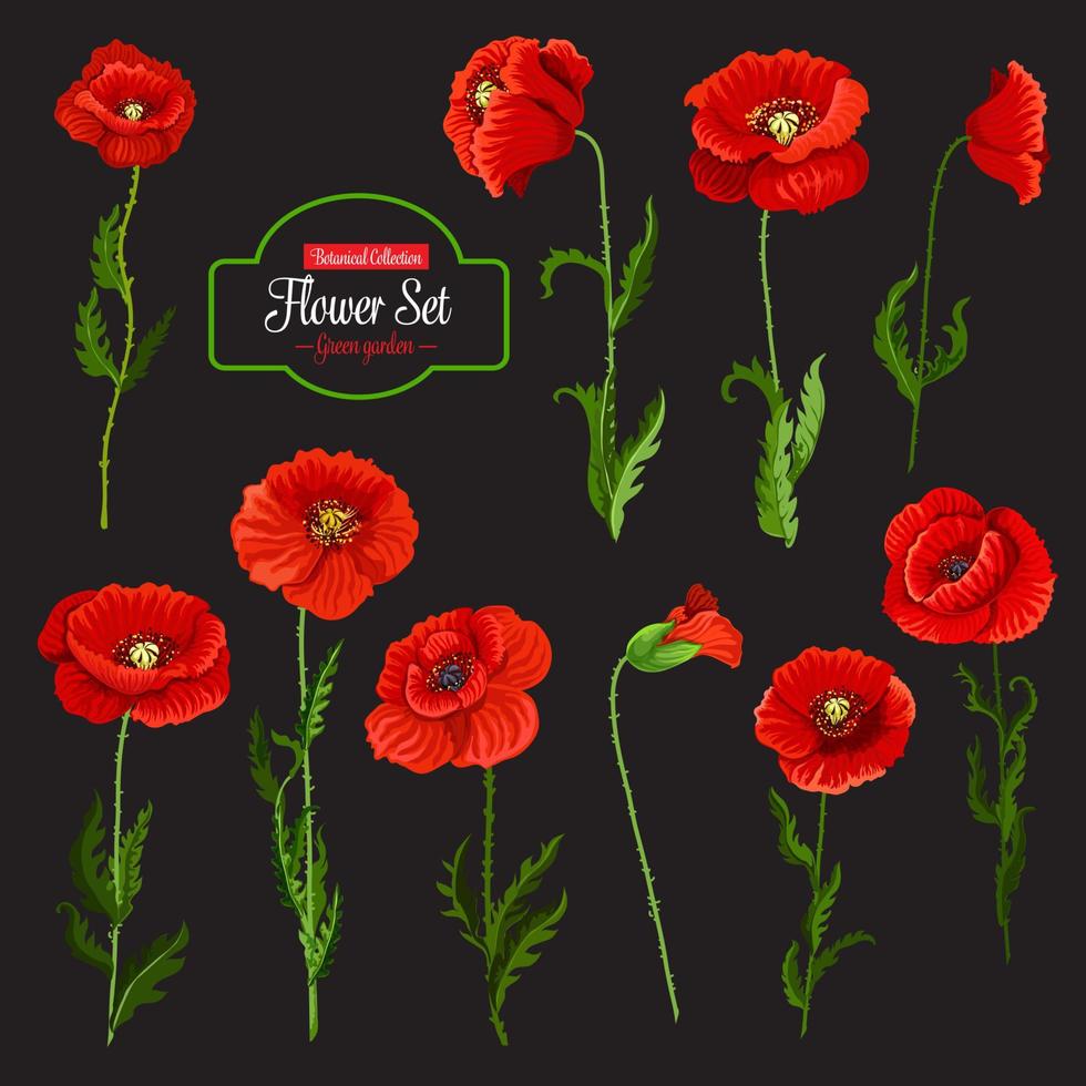 Poppy flower icon of red wildflower and green leaf vector