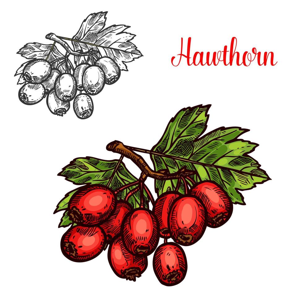 Hawthorn fruit branch sketch with ripe red berry vector