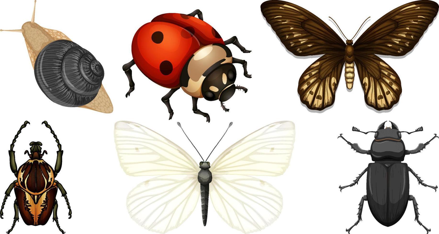 conjunto de diferentes tipos de insectos vector