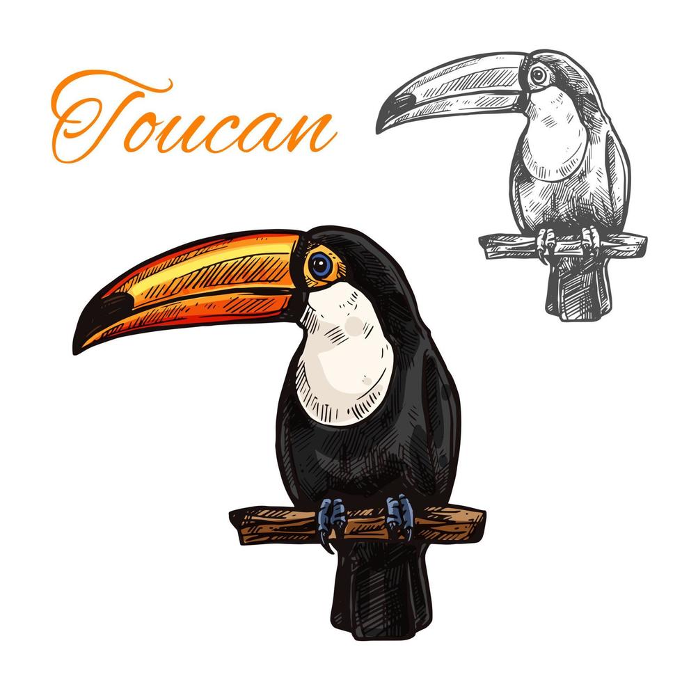 Toucan isolated sketch of tropical exotic bird vector