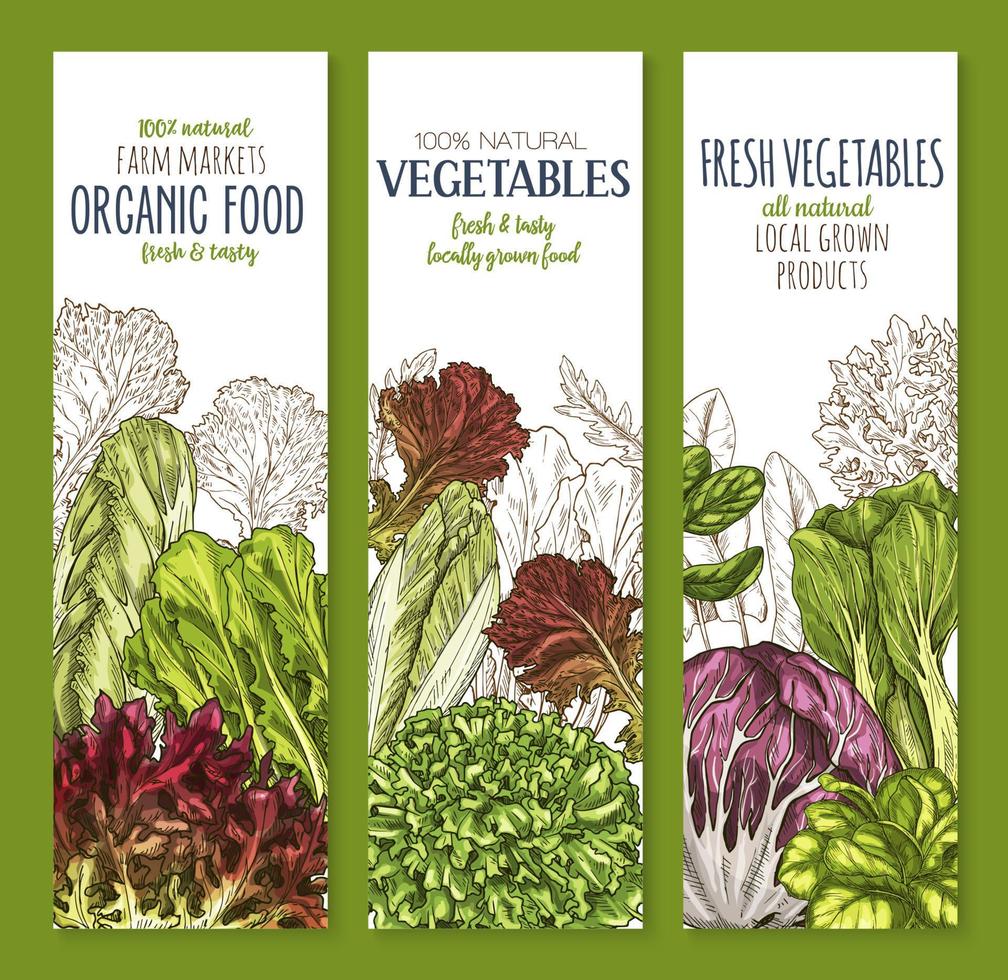 Leaf vegetable sketch banner set of salad greens vector