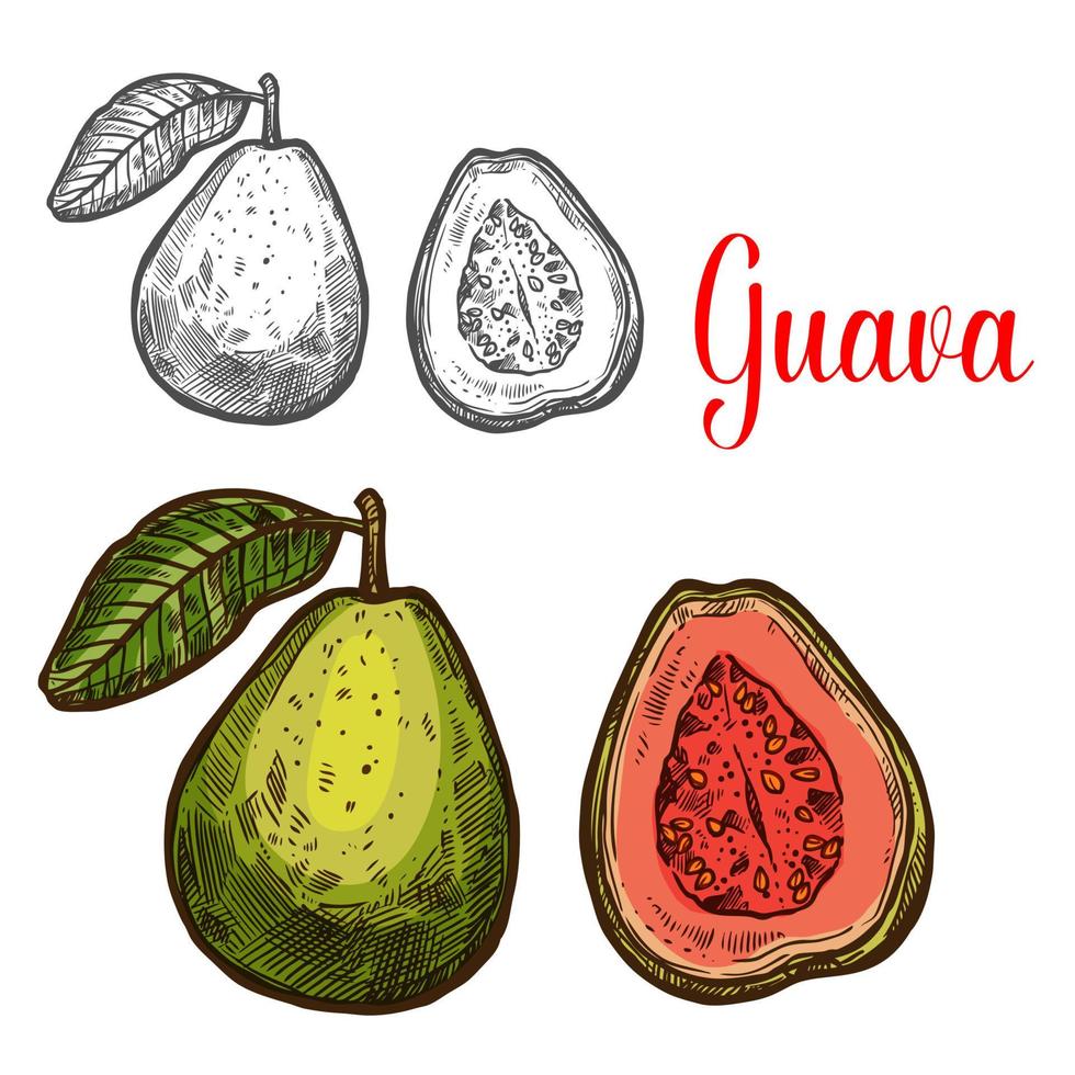 boceto de fruta tropical de guayaba de bayas exóticas frescas vector