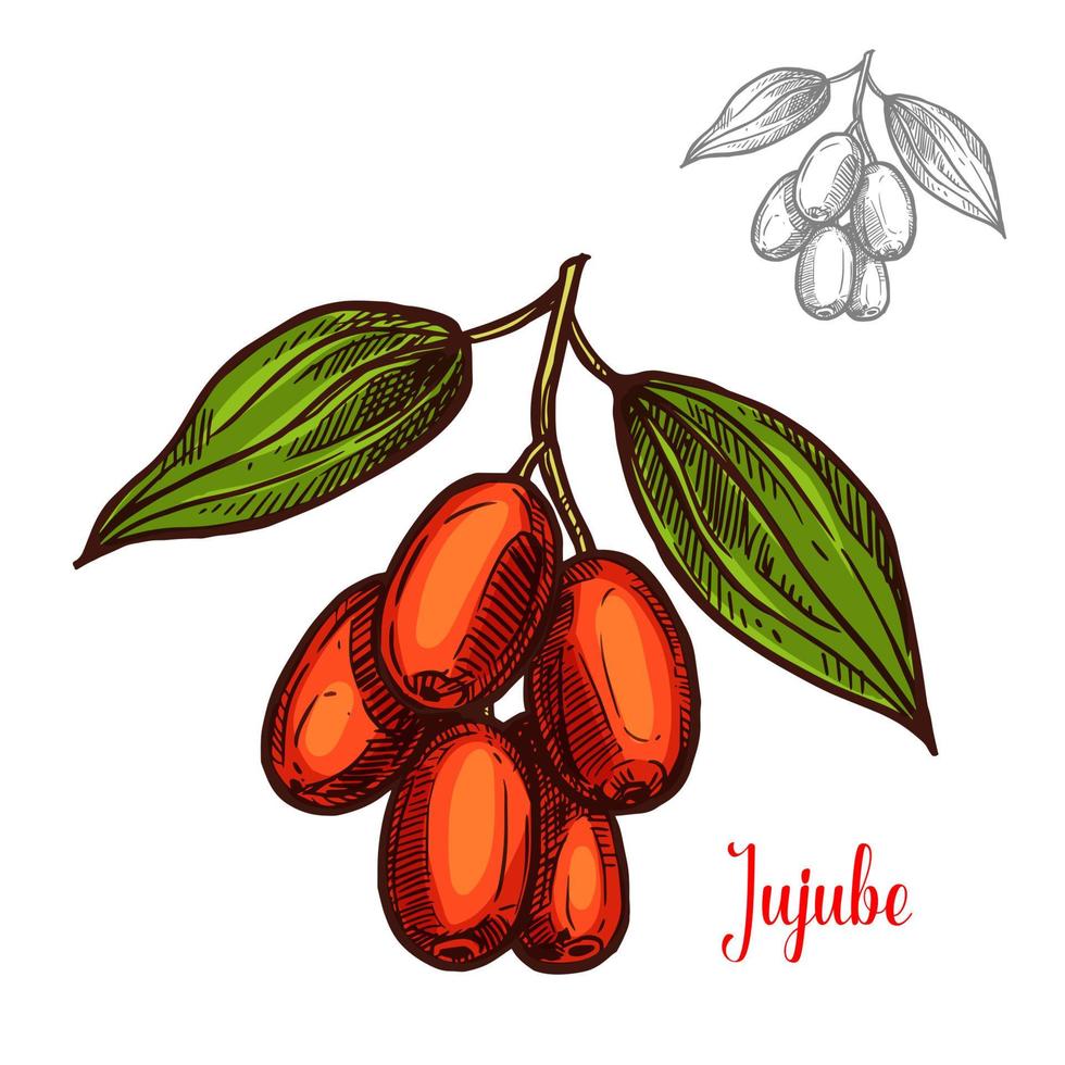 Jujube vector sketch fruit berry icon